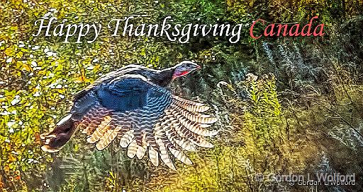Happy Thanksgiving Canada_P1200411.jpg - Wild Turkey (Meleagris gallopavo) photographed near Perth, Ontario, Canada.